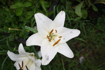 beautiful flowers grow in the garden