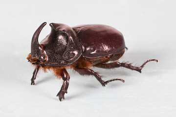 Close-up of Oryctes nasicornis on white background
