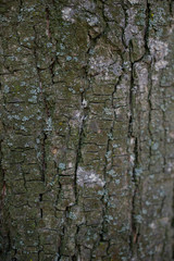 tree bark texture