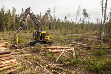 An industrial harvester collects logs from a felling in a pine forest