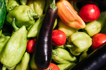 Summer harvest from the greenhouse and garden. Delicious and healthy vegetarian organic food. Various fresh colored vegetables close up. Green bell peppers, red tomatoes and blue eggplants.