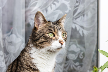 Cat brown white with green eyes looks