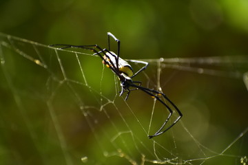 spider on a web with the mood of Attack 