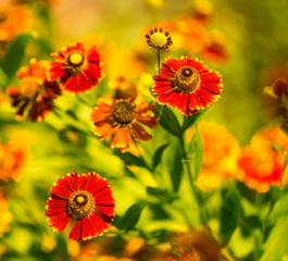 beautiful end of summer cultivated yellow garden flowers over natural floral patterns background