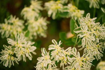 beautiful end of summer cultivated yellow garden flowers over natural floral patterns background