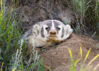 Badger