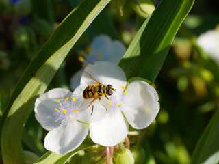 Fototapeta premium Eristalis arbustorum | Eristale des arbustes