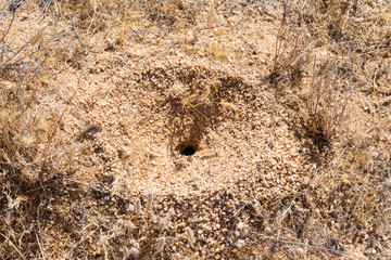 An Ant lion home/nest found in the Sonaran desert of Arizona.
