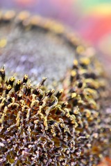 Macro shot of sunflower centre 