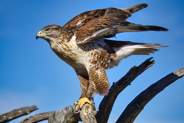 Ferruginous Hawk in Tucson Arizonz
