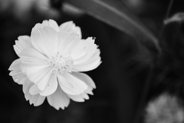 white flower on black background in monochrome 