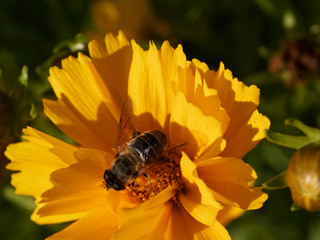Eristalis arbustorum | Eristale des arbustes femelle