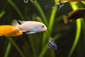 shoal of malawi perch fish in aquarium