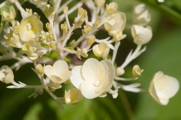 Bush blooming white hydrangea