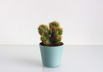 Cactus houseplant on the table