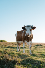 brown and white cow in the field