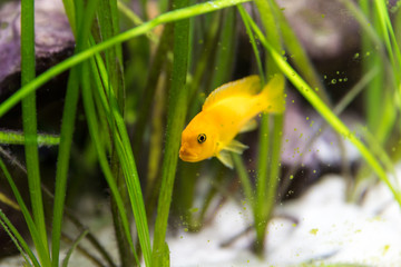 shoal of malawi perch fish in aquarium
