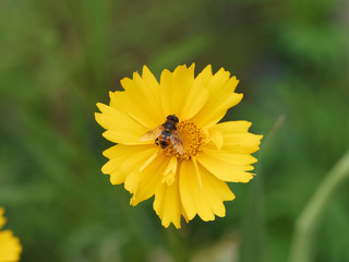 Eristalis arbustorum ou éristale des arbustes mâle