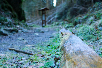 Strada nel bosco del Tunkelbald, viaggi e paesaggi in Veneto