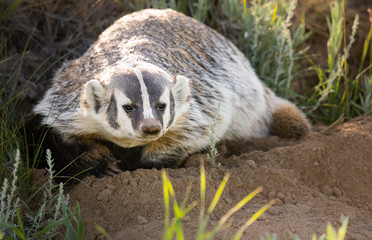 Badger