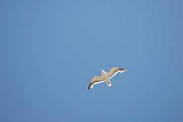 seagull flying in the sky