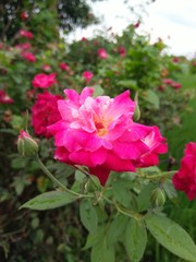 pink rose bush