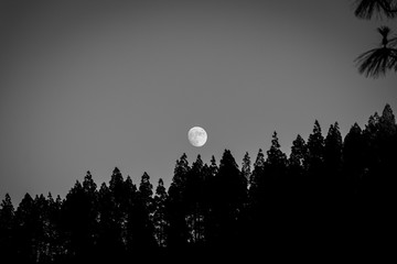 moon and trees