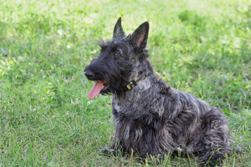 Cute scottish terrier puppy is sitting on a green grass in the summer park. Pet animals.