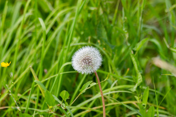 dandelion on green grass