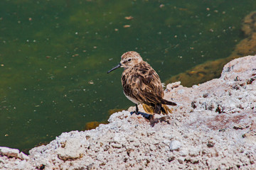 Calidris Atacama