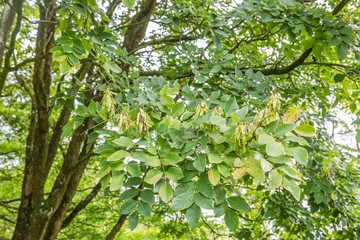 Detail of  seeds and leaves of Amur tree, maackia amurensis in a natural setting of surrounding trees and shrubs