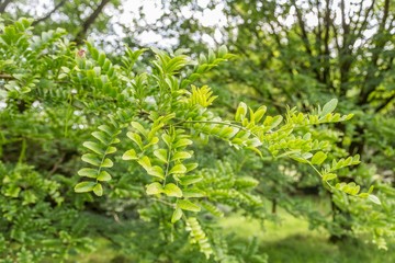 Detail of leaves Honey locust, Gleditsia caspia