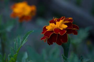 Close up beautiful Marigold flower. Tagetes background, wedding card.