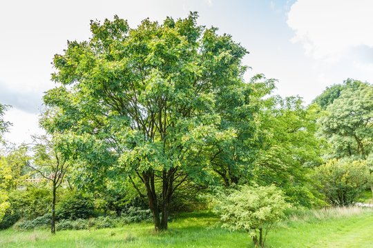 Solitaire  multi-trunk Amur tree,maackia amurensis, in park landscape