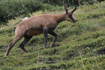 Pyrenean chamois (Rupicapra pyrenaica)