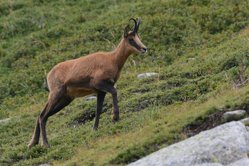 Pyrenean chamois (Rupicapra pyrenaica)