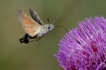 Hummingbird hawk-moth (Macroglossum stellatarum) foraging a flower