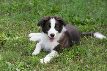 Cute border collie puppy is lying on a green grass in the summer park. Pet animals.