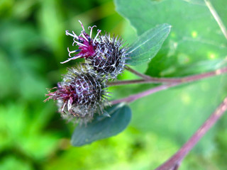 young spines of burdock are getting ready to bloom purple in the summer