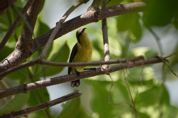 Fototapeta premium humming bird looking up and singing for a long time