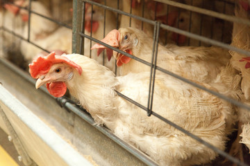 Chickens in an industrial chicken coop on a large