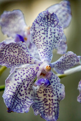 Beautiful white orchid with purple spots at a botanical garden in Sri Lanka