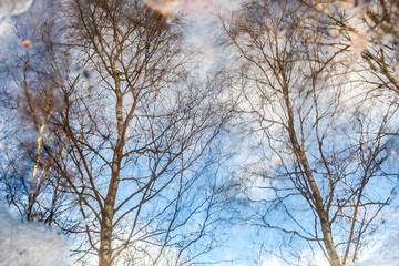 Branches of trees without leaves reflected in a freezing puddle