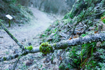 Strada nel bosco del Tunkelbald, viaggi e paesaggi in Veneto