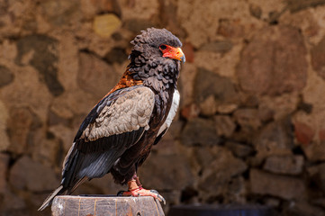 One of the largest and most powerful species, with a powerful yellow beak.