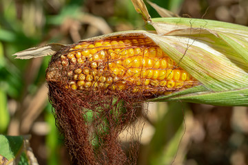 Ripe corn close up on a summer sunny day
