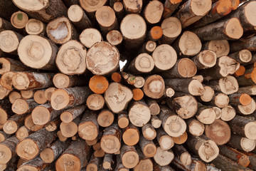Brich logs texture background