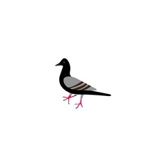 pigeon vector