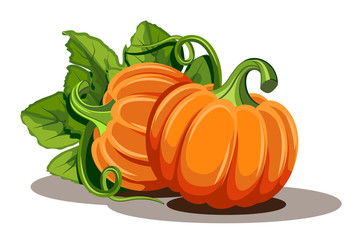 Pumpkins with leaves isolated on white background