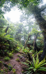 Mist on a path in the tropical rain forest in New Zealand